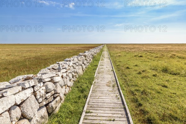 Long straight footpath by a stone wall over a moor to the horizon in a desolate landscape