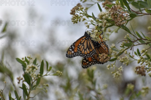 Several monarch butterflies (danaus erippus, the sister species of Danaus plexippus) on wildflower Austroeupatorium inulifolium, in Spanish mariposera, seen in Buenos Aires, Argentina, South America