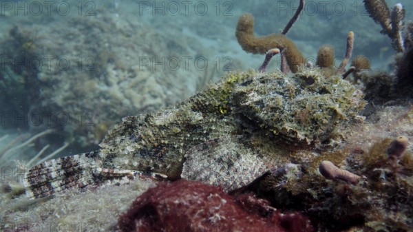 A well camouflaged banded scorpionfish (Scorpaena plumieri), lying motionless on the sandy seabed next to corals, dive site Nursery, Pompano Beach, Florida, USA, North America