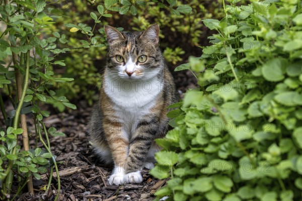 Cat, European shorthair, felidae (Felis catus), tricoloured, sitting between plants, Baden-Württemberg, Germany, Europe