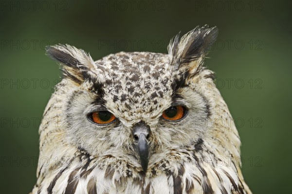 Bengal Eagle Owl or Indian Eagle Owl (Bubo bengalensis, Bubo bubo bengalensis), portrait, captive, occurrence in Asia