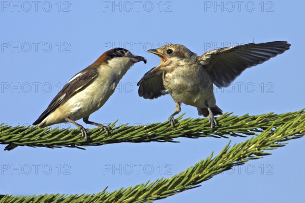 Red-backed shrike (Lanius collurio), female feeding young bird, Nahe valley, Hockenheim, Baden-Württemberg, Germany, Europe