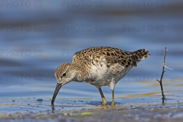 Ruff (Philomachus pugnax), female, Narew, Bialystok, Podlasie, Poland, Europe