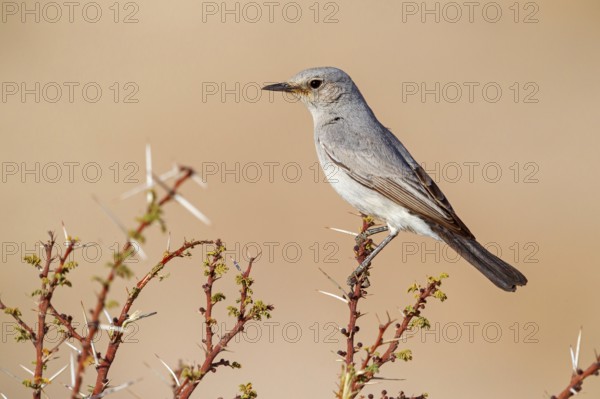 Blackstart, (Cercomela melanura), Grey Chat, Ayn Hamran, Salalah, Dhofar, Oman, Asia