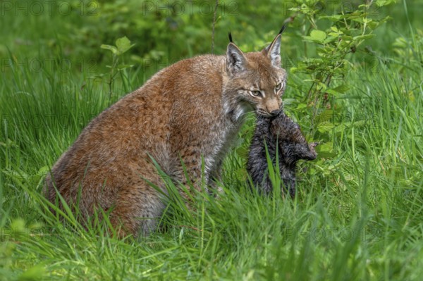Hunting Eurasian lynx (Lynx lynx) in grassland with caught muskrat (Ondatra zibethicus) prey in its mouth