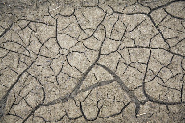Cracked soil surface, Suffolk, England, UK