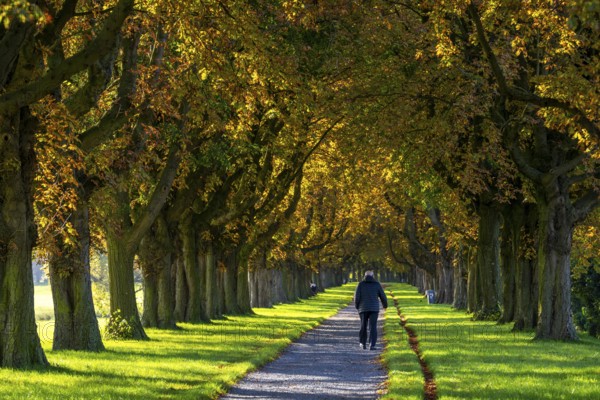 Dense chestnut tree avenue at the Rhine dike near Neuss, Deichallee, autumn, colourful leaves, walker, North Rhine-Westphalia, Germany, Europe