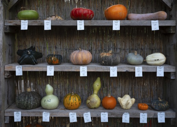 Classification, nomenclature, labelling shelf with various pumpkins, pumpkin exhibition, pumpkins, Blühendes Barock, Ludwigsburg, Baden-Württemberg, Germany, Europe