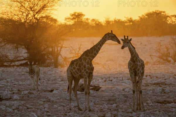 Angolan giraffe (Giraffa giraffa angolensis), two giraffes in the backlight at sunset, atmospheric sunset, Okaukuejo waterhole, Etosha National Park, Namibia, Africa