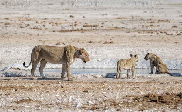 Lions (Panthera leo), mother and two cubs at the waterhole, Nebrowni waterhole, Etosha National Park, Namibia, Africa