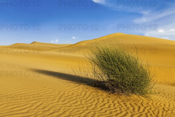 Dunes of Thar Desert. Sam Sand dunes, Rajasthan, India, Asia
