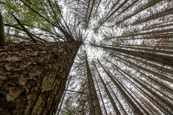 Forest dieback in the Arnsberg Forest nature park Park, over 70 per cent of the spruce trees are diseased, damaged, mostly by the bark beetle, which was able to spread due to drought and heat, climate change, attempts are being made to adapt the forest to climate change by replanting other tree species, near Hirschberg, North Rhine-Westphalia, Germany, Europe