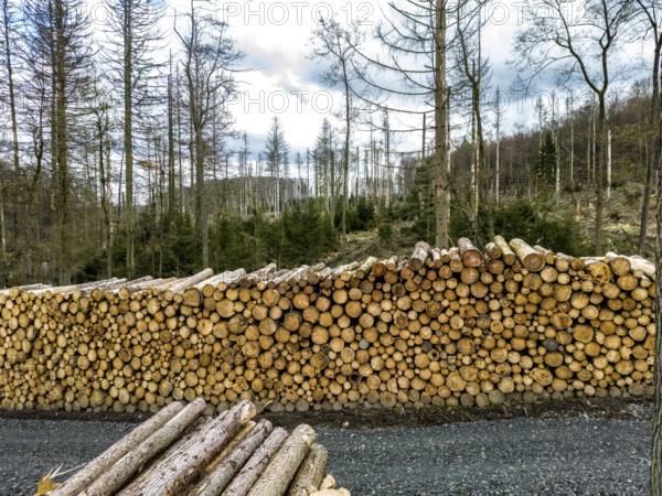 Felled, stacked spruce trunks, forest dieback in the Arnsberg Forest nature park Park, over 70 per cent of the spruce trees are diseased, damaged, mostly by the bark beetle, which was able to spread due to drought and heat, climate change, near Hirschberg, North Rhine-Westphalia, Germany, Europe