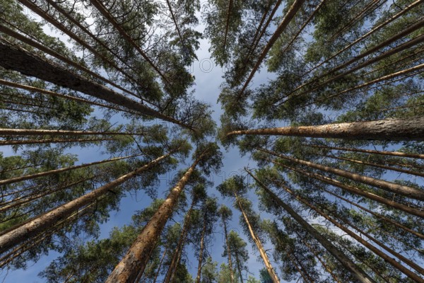Treetops, Forest, Isojärvi National Park, Finland, Europe