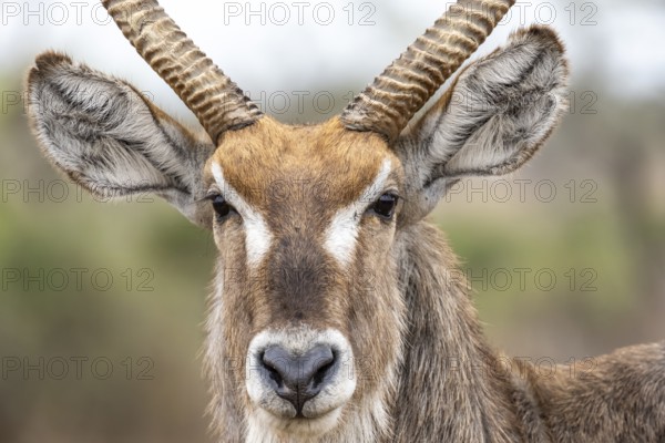 Ellipsen waterbuck (Kobus ellipsiprymnus), adult male, animal portrait, Kruger National Park, South Africa, Africa
