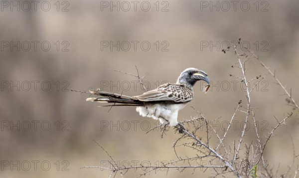 African grey hornbill (Tockus nasutus), adult male with caterpillar in beak, sitting in a bush, Kruger National Park, South Africa, Africa