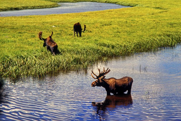 Moose, North America: Moose, Yellowstone Park, oldest national park in the world, Wyoming, USA, North America
