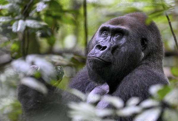 Western lowland gorilla (Gorilla gorilla gorilla), male, silverback, Baï-Hokou, Dzanga-Ndoki National Park, Unesco World Heritage Site, Dzanga-Sangha Complex of Protected Areas (DSPAC), Sangha-Mbaéré Prefecture, Central African Republic, Africa