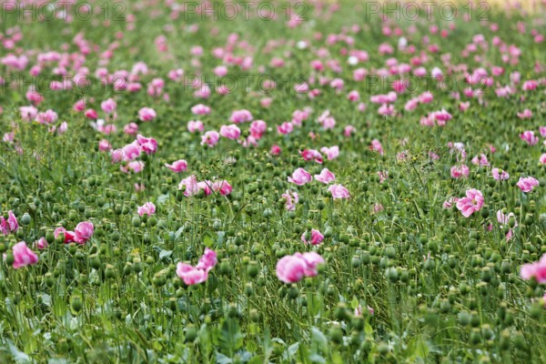 Opium poppy (Papaver somniferum), cultivation of edible poppy, poppy field, pink flowers and seed capsules, Germerode, Meißner, Geo-nature park Park Frau-Holle-Land, Hesse, Germany, Europe