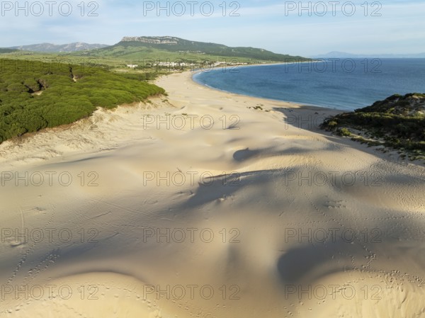 The famous dune of Bolonia at the sandy coastline of the Atlantic Ocean and framed by forests of Stone pines (Pinus pinea) . Aerial view. Drone shot. Cádiz province, Andalusia, Spain, Europe