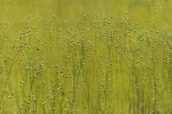 Linen as meadow planting, renewable raw materials, traditional, arable farming, agriculture, alternative, harvest, plant, ecological, fax, flax, meadow plant, useful plant, meadow crop, fibre, fabric, field, field crop