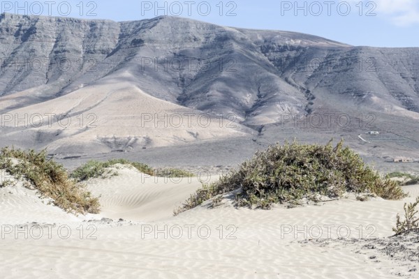 Dune landscape, Playa de Famara, Lanzarote, Canary Islands, Spain, Europe