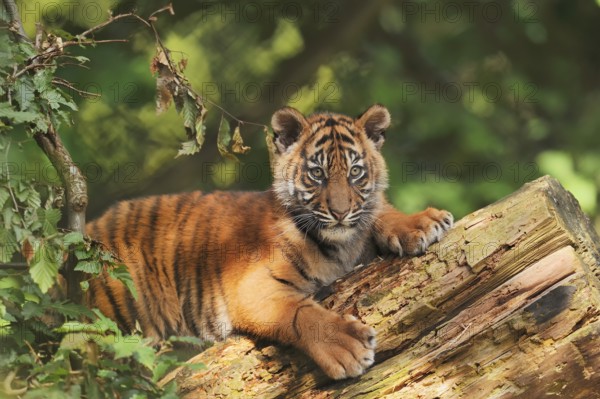 Sumatran tiger (Panthera tigris sumatrae), young, captive, native to Sumatra, Indonesia, Asia