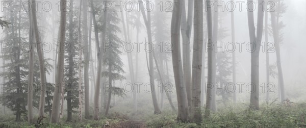 Panorama, Natural beech forest in the morning mist, near Freyburg (Unstrut), Saxony-Anhalt, Germany, Europe