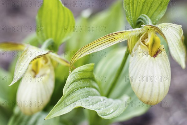 Beautiful orchids of different colors on green background in the garden. Lady's-slipper hybrids. Close up