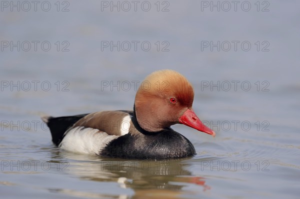 Red-crested pochard (Netta rufina), male, Camargue, Provence, southern France