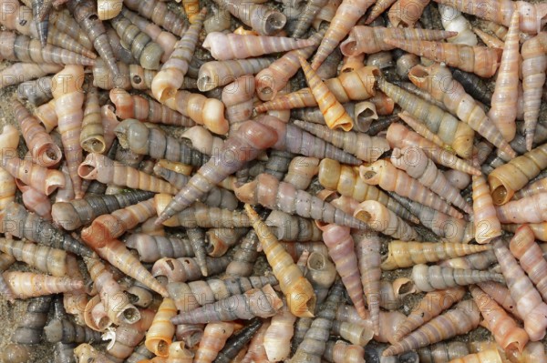 Common tower snail (Turritella communis) empty shells on the beach, Camargue, Provence, southern France