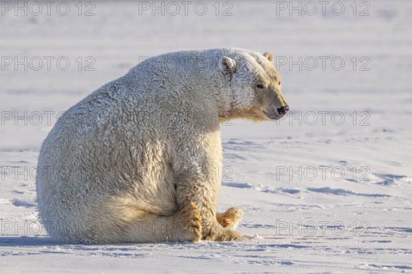 Polar bear (Ursus maritimus), sitting in the snow, sunny, Kaktovik, Arctic National Wildlife Refuge, Alaska, USA, North America