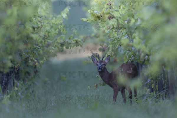 Roebuck in summer, leaf time, Wittlich, Rhineland-Palatinate, Germany, Europe
