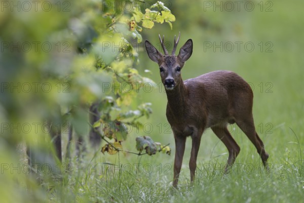Roebuck in summer, leaf time, Wittlich, Rhineland-Palatinate, Germany, Europe