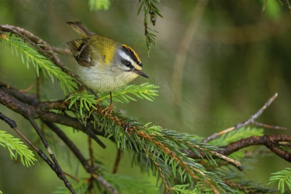 Goldcrest, Regulus ignicapillus, Luce, Mountain area, Luce, Styria, Slovenia, Europe