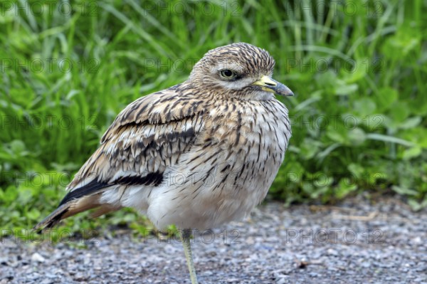 Eurasian stone-curlew, Eurasian thick-knee (Burhinus oedicnemus) portrait in autumn, fall