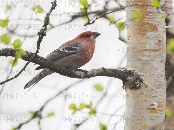 Pine Grosbeak (Pinicola enucleator), adult male perched in a Birch tree, May, Finnish Lapland