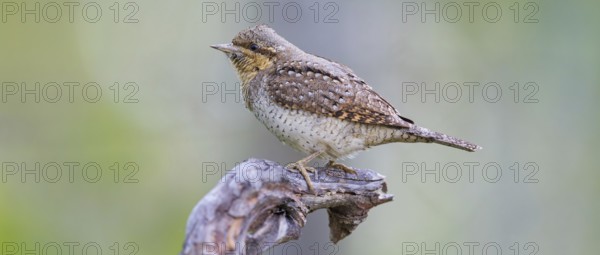 Wryneck on perch, (Jynx torquilla), Ormoz area, Ormoz, Podravska, Slovenia, Europe