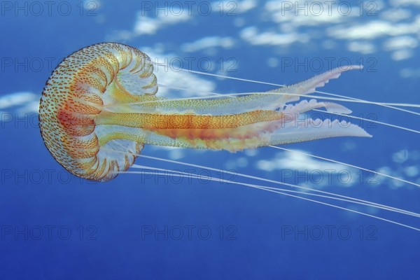 Mauve stinger (Pelagia noctiluca) Fire jellyfish Umbrella jellyfish Cnidarian swims through blue sea pulling nettles Cnidarian threads behind it here, Mediterranean, Atlantic, Pacific, North Sea