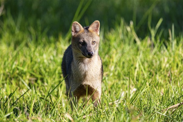 South American forest fox (Cerdocyon thous) Pantanal Brazil