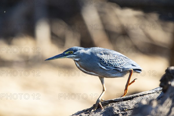Mongrove Heron (Butorides striatus) Pantanal Brazil