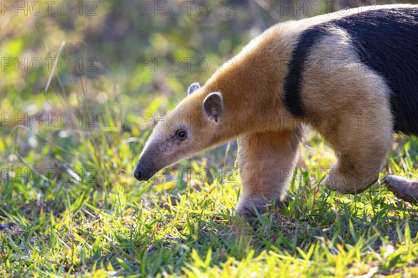 Southern tamandua (Tamandua tetradactyla) Pantanal Brazil