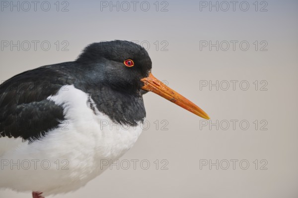 Eurasian oystercatcher (Haematopus ostralegus) portrait, on the beach, Düne, Helgoland, Schleswig-Holstein, Germany, Europe