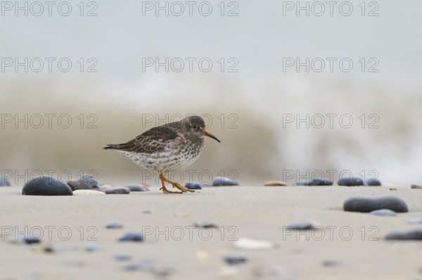 Purple sandpiper (Calidris maritima) on the beach, Düne, Helgoland, Schleswig-Holstein, Germany, Europe