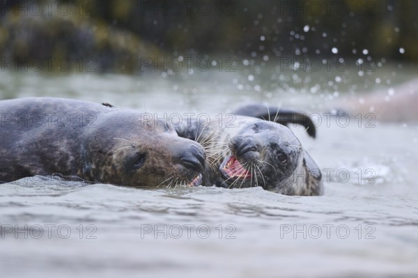 Grey seal (Halichoerus grypus) playing with each other in the water, sea, Düne, Helgoland, Schleswig-Holstein, Germany, Europe