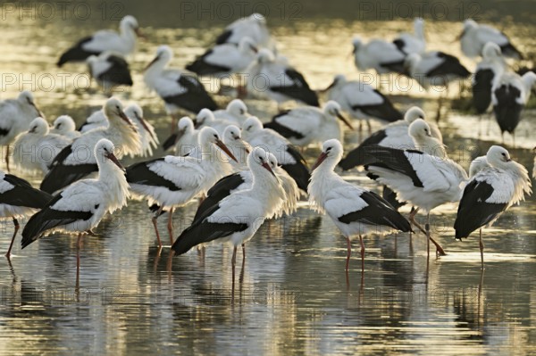 White storks (Ciconia ciconia), large flock roosting in shallow water, Flachsee, Canton Aargau, Switzerland, Europe