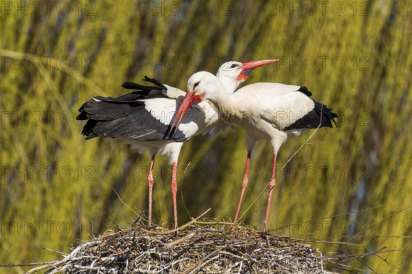 Two storks lean their heads towards each other in the nest, surrounded by willow branches, white stork (Ciconia ciconia), wildlife, Germany, Europe