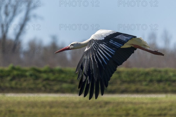 The stork hovers just above the meadow, with its wings wide open, white stork (Ciconia ciconia), wildlife, Germany, Europe
