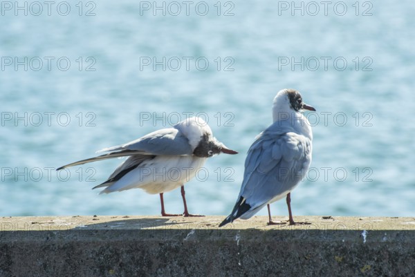 Black-headed gull (Chroicocephalus ridibundus) in winter, sitting on a quay with sparkling sea in the background in Ystad, Baltic Sea, Skåne County, Sweden, Scandinavia, Europe