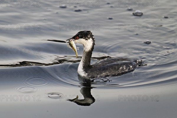 Slavonian grebe (Podiceps auritus), adult, in a white plumage, winter plumage, swimming with a fish in its beak, Lake Zug, Switzerland, Europe